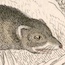 weasel graphic